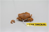 藏品(近親皺蟹)的圖片